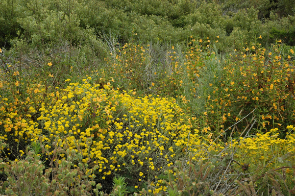 Soberanes Canyon 014.jpg